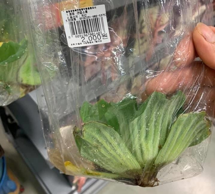 mua 1 qua vai trong sieu thi anh 5