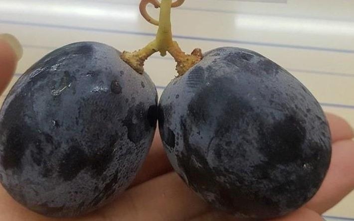 Hoc theo nam thanh nien vao sieu thi mua mot qua vai hinh anh