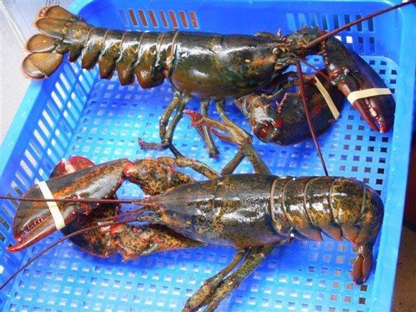 Thực phẩm Mỹ giá ‘bèo’ đổ bộ vào Việt Nam ảnh 1 Thuc pham My gia ‘beo’ do bo vao Viet Nam anh 1