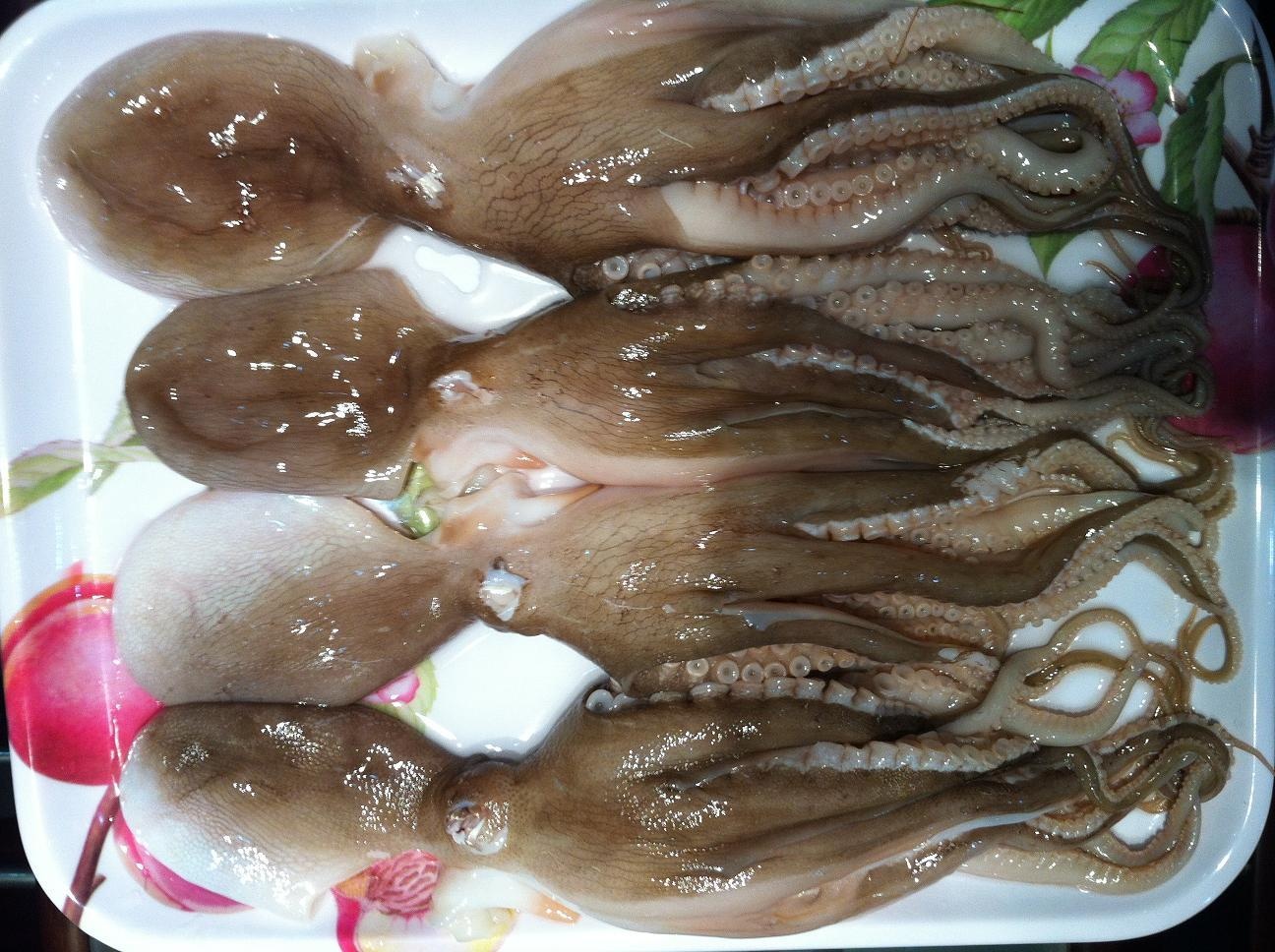 Viet Nam xuat khau muc, bach tuoc sang nuoc nao nhieu nhat? hinh anh