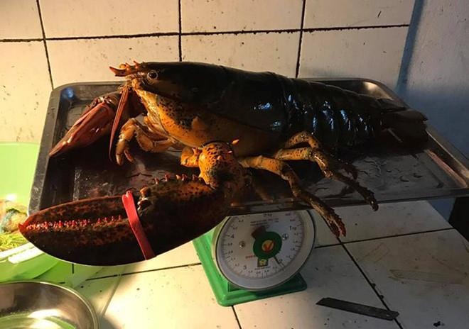 Tôm hùm Alaska nhập về 170.000 đồng/kg đang ‘cõng’ bao nhiêu thuế phí? ảnh 2 Tom hum Alaska nhap ve 170.000 dong/kg dang ‘cong’ bao nhieu thue phi? anh 2