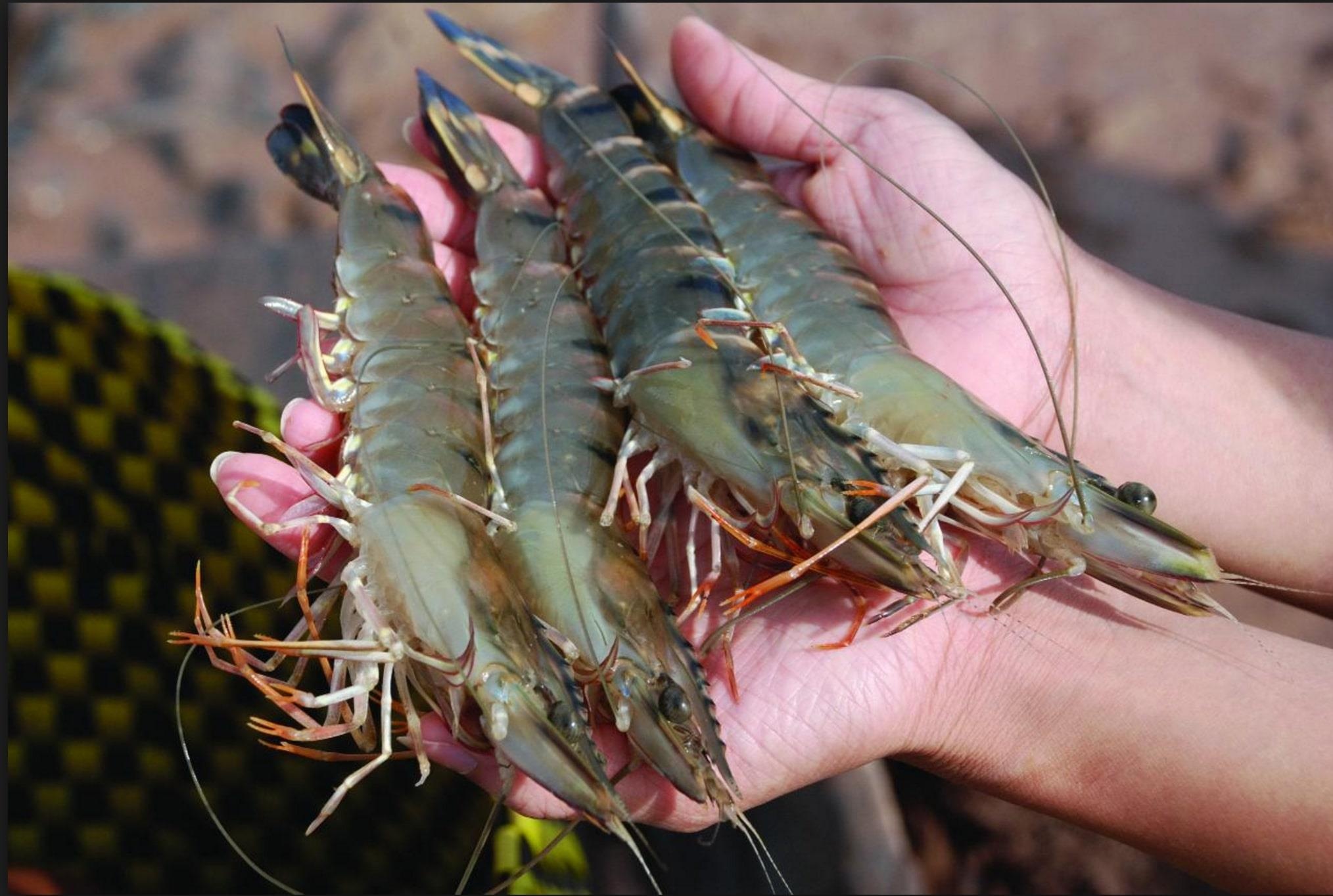 Thuong chien My - Trung day len muc moi,  xuat khau VN gap kho anh 2