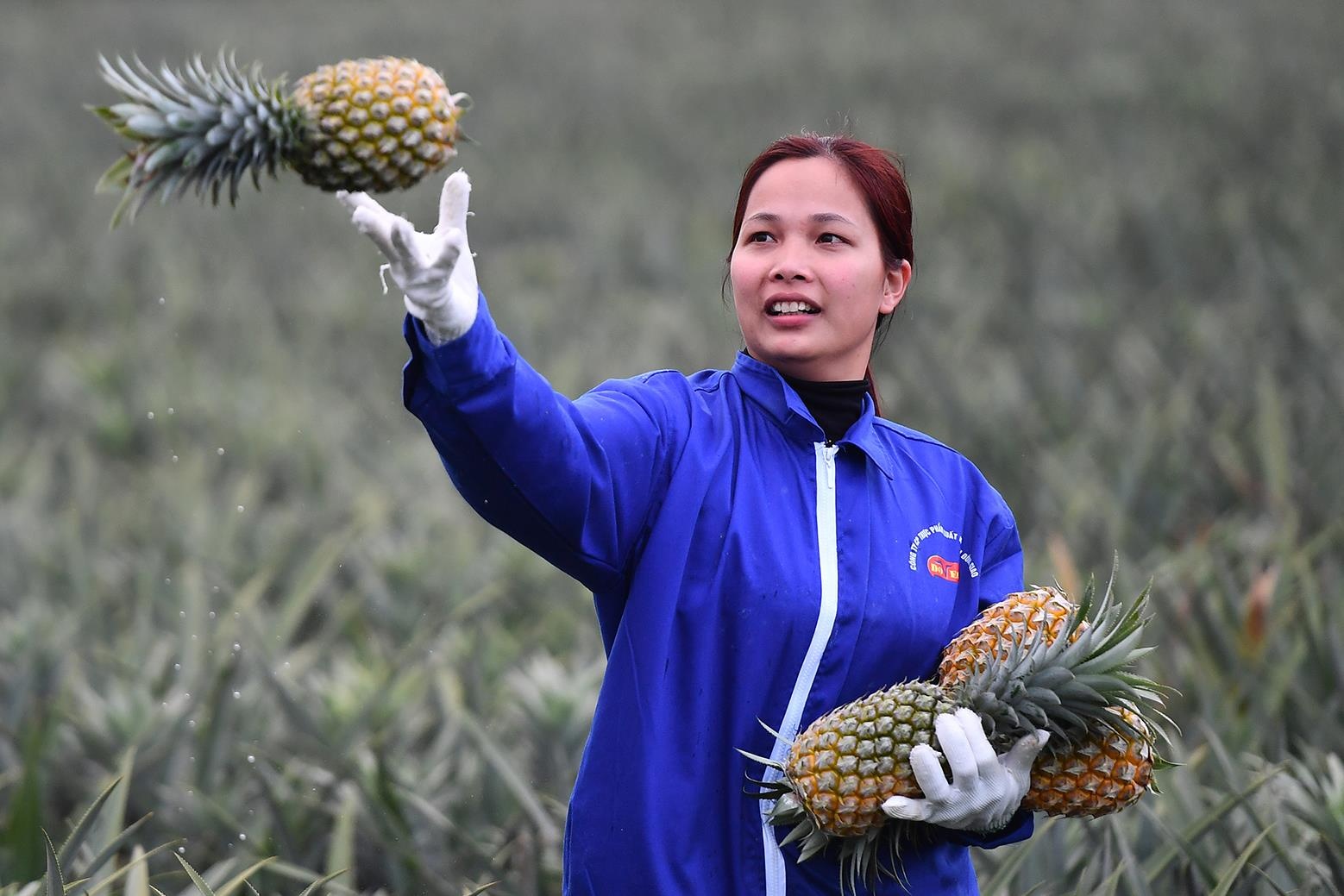 Ha Noi phan vung san xuat nong san hinh anh
