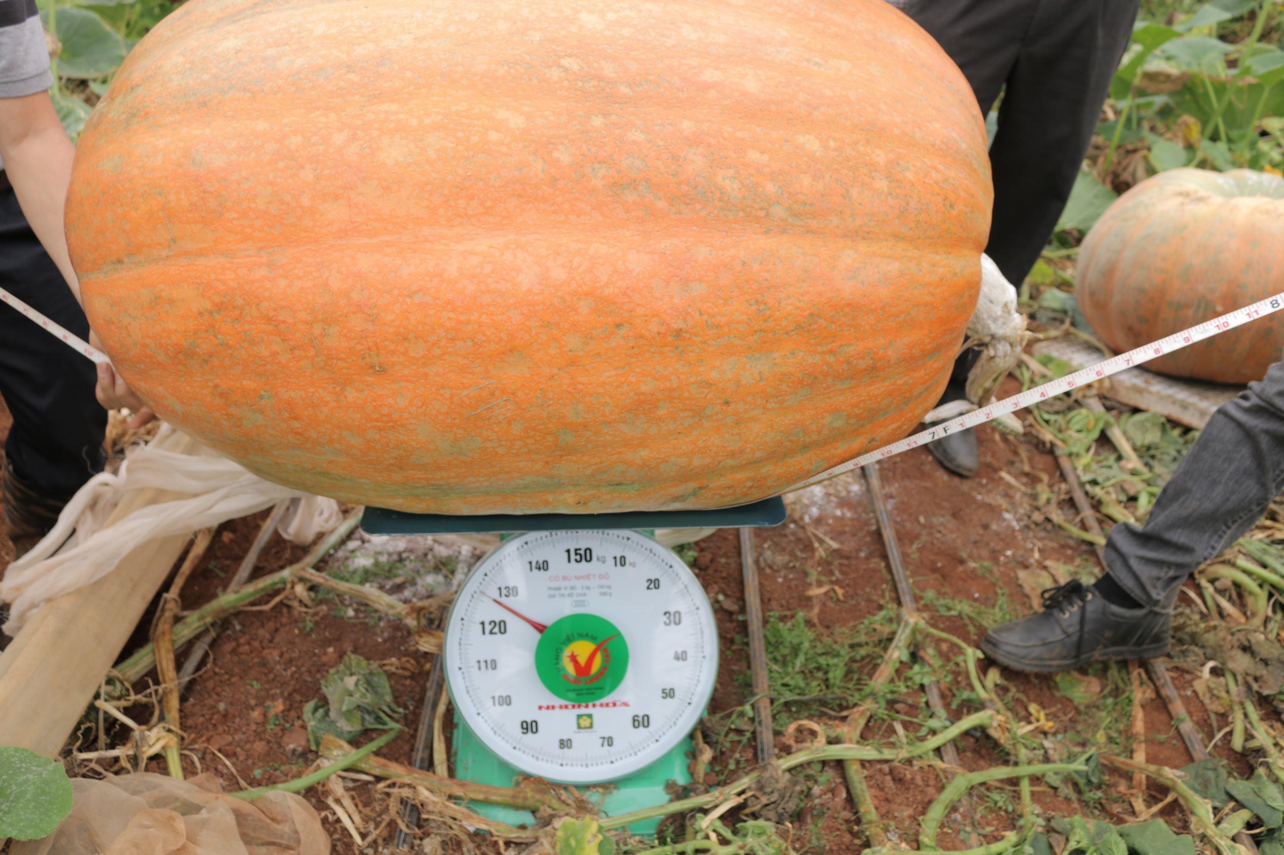 Qua bi ngo to nhat Viet Nam nang hon 120 kg hinh anh