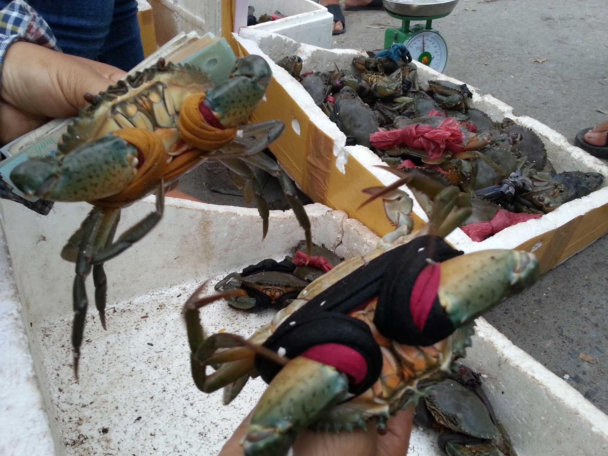 Cua biển xuất sang TQ giá 46.000 đồng/kg, doanh nghiệp nói không thể ảnh 1 Cua bien xuat sang TQ gia 46.000 dong/kg, doanh nghiep noi khong the anh 1