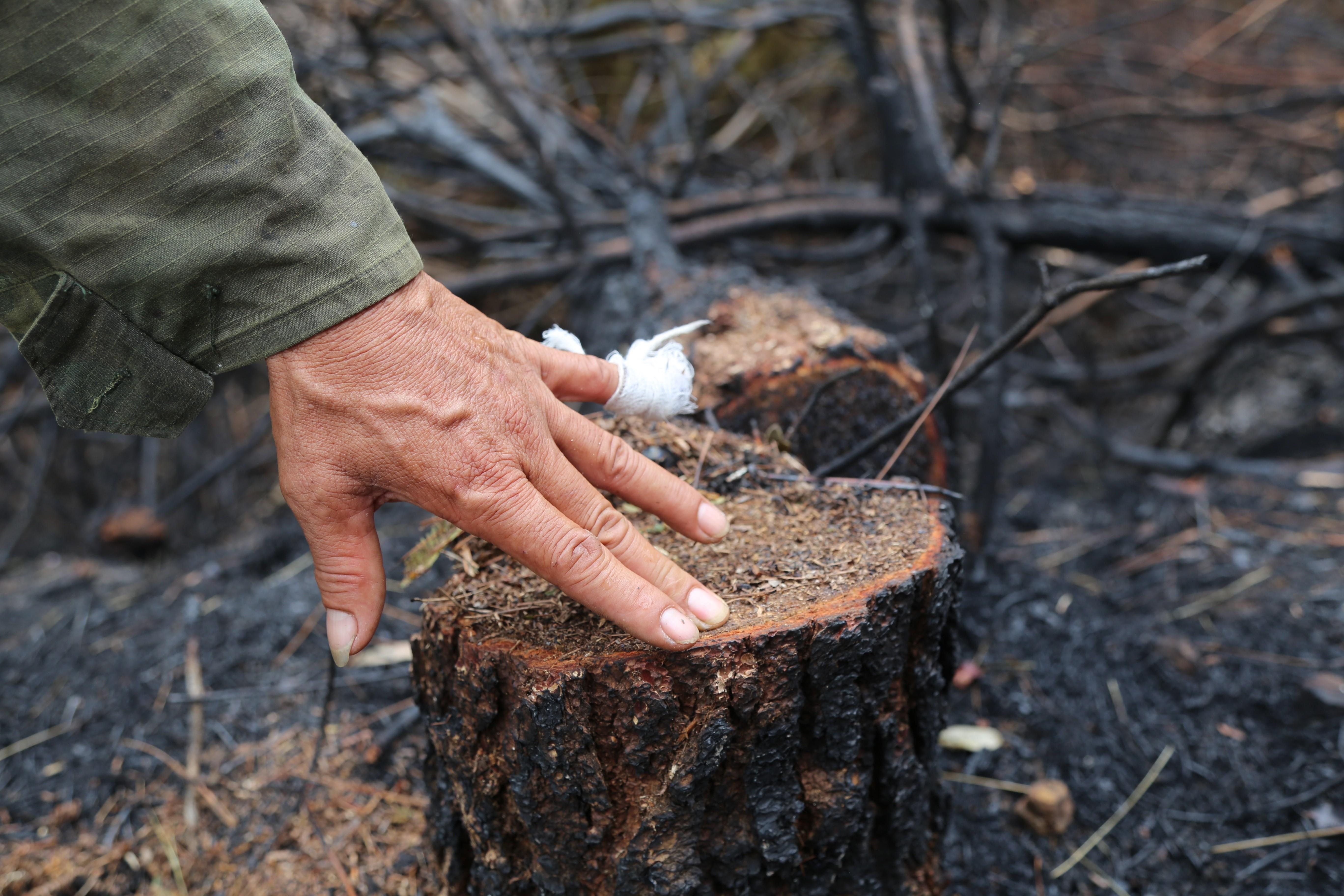 Hon 1.000 ha rung o mien Trung bi chay hoi giua nam hinh anh