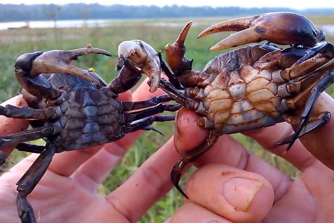 Trai nghiem khu cho 'cang lon, cang nho' o mien Tay hinh anh