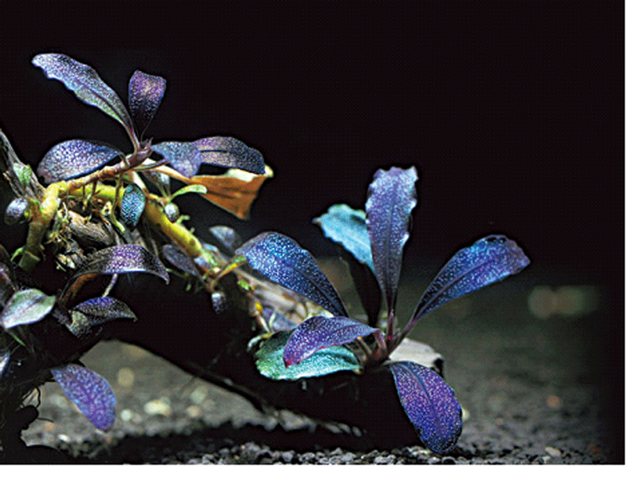Dan choi Viet do xo san lung ngon cay 'bong ma' moc tren hoang dao hinh anh