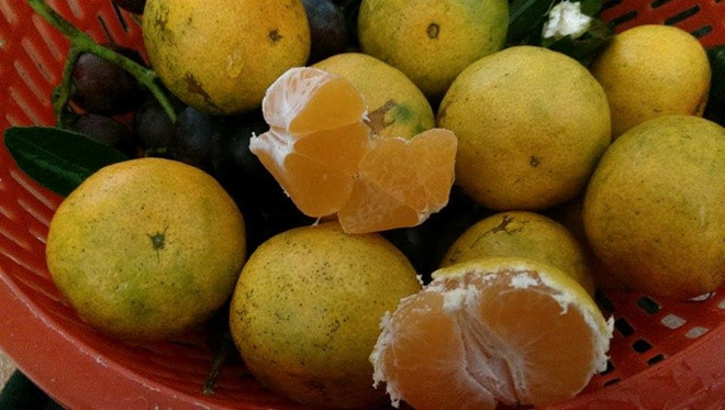 Lai do cho 726 kg quyt, 600 kg cha muc nhap lau tu Trung Quoc hinh anh