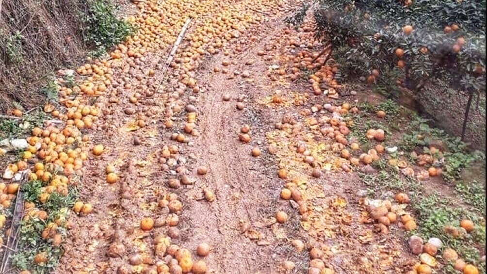 Cam sanh rung day duong o Ha Giang hinh anh
