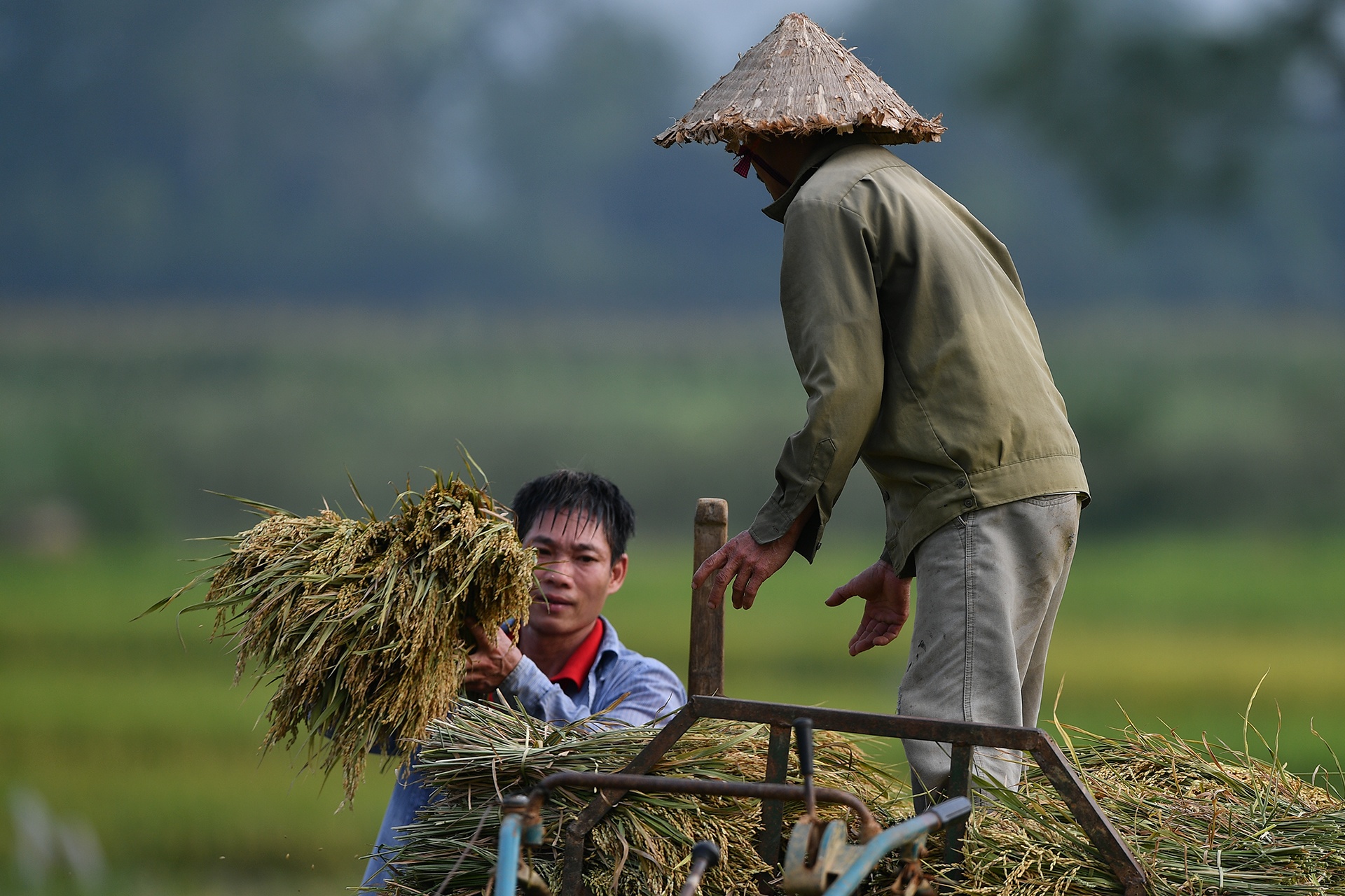 9 giong gao cua Viet Nam xuat sang EU duoc huong uu dai thue quan hinh anh
