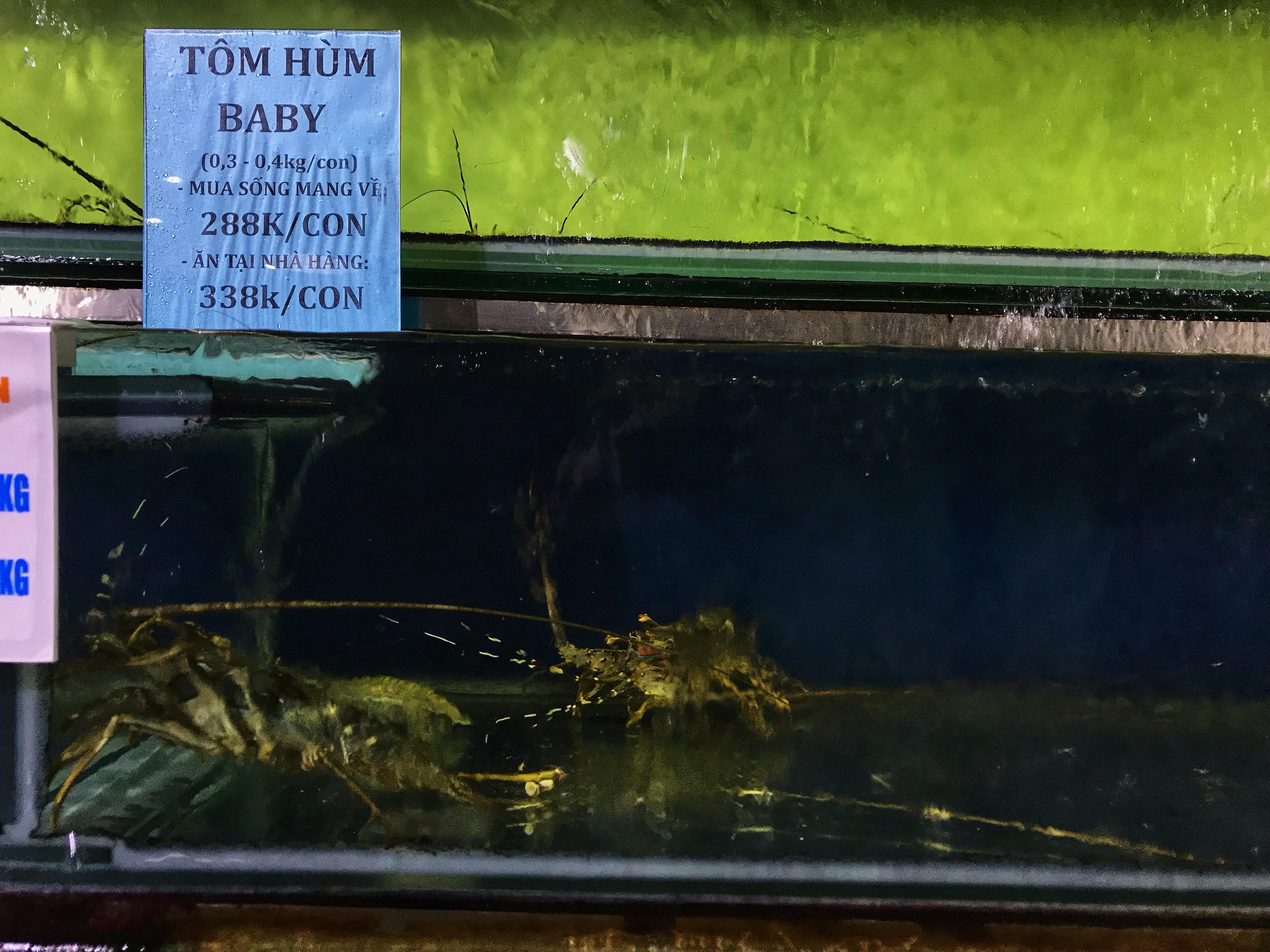 Toi di mua tom hum baby tai Ha Noi anh 1