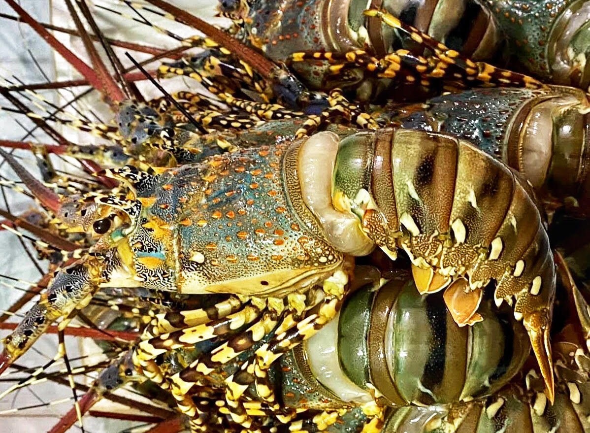 Gia 'giai cuu' tom hum tang manh hinh anh