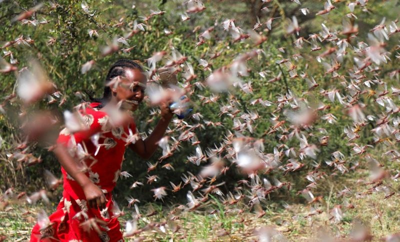 Viet Nam ung pho ra sao neu chau chau sa mac xam nhap? hinh anh