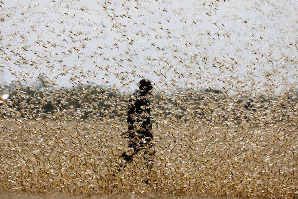 Viet Nam ung pho ra sao neu chau chau sa mac xam nhap? anh 2