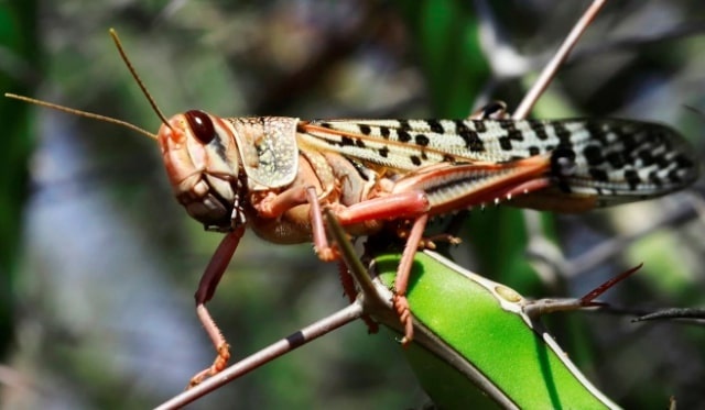 Viet Nam ung pho ra sao neu chau chau sa mac xam nhap? anh 1