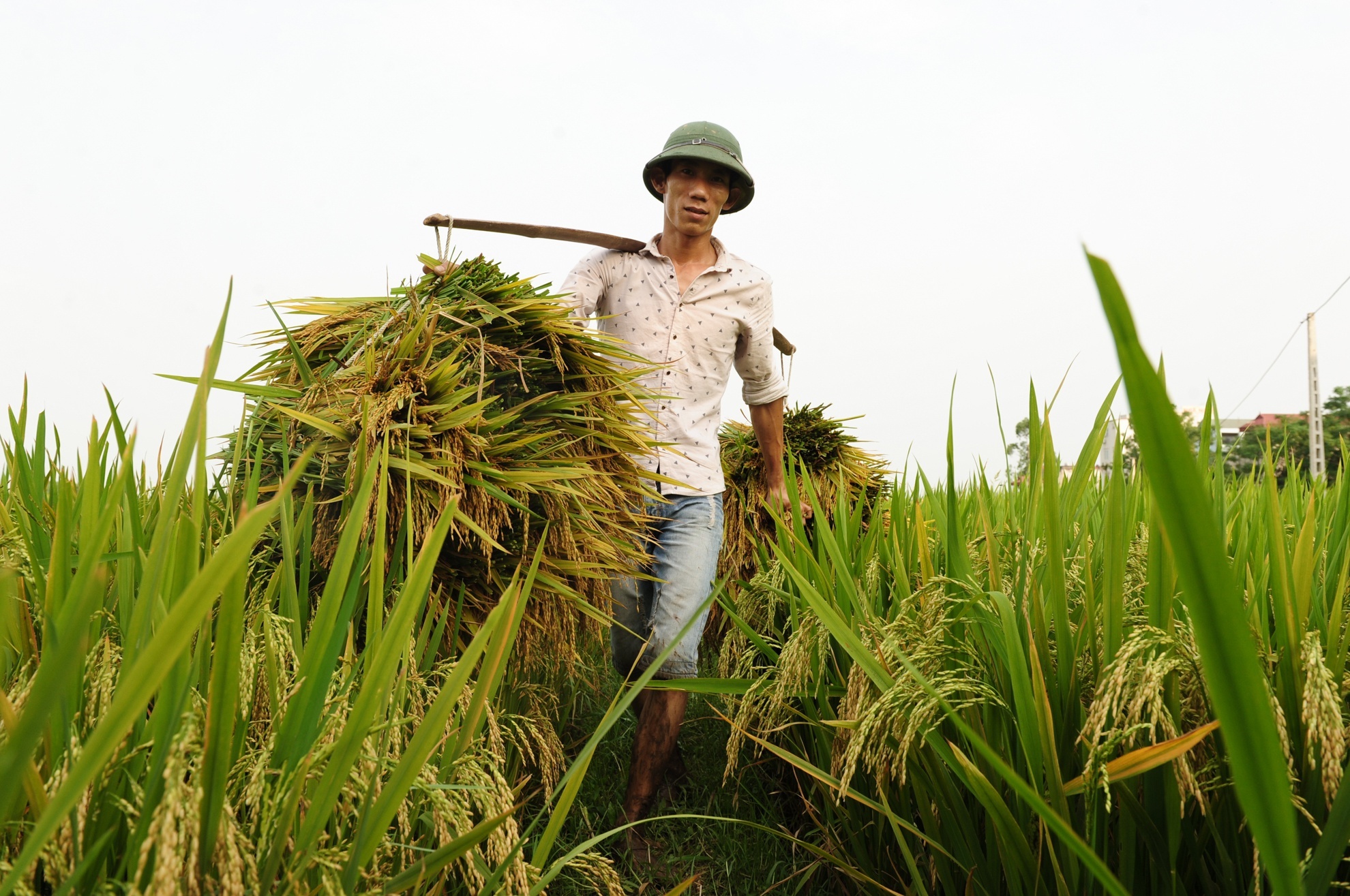 Bo Cong Thuong de xuat Thu tuong cho xuat khau gao tro lai anh 2
