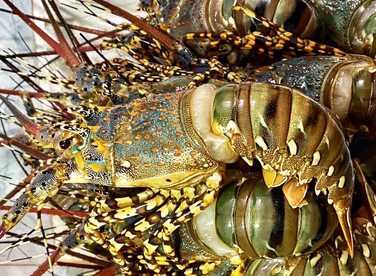 Gia tom hum re hon thoi ‘giai cuu’ hinh anh