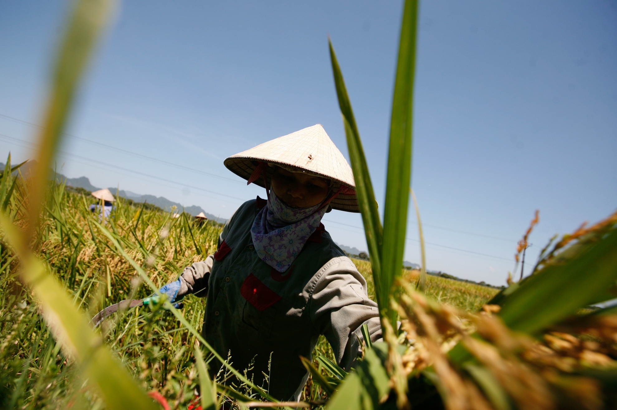 40 doanh nghiep dang ky xuat khau 400.000 tan gao hinh anh