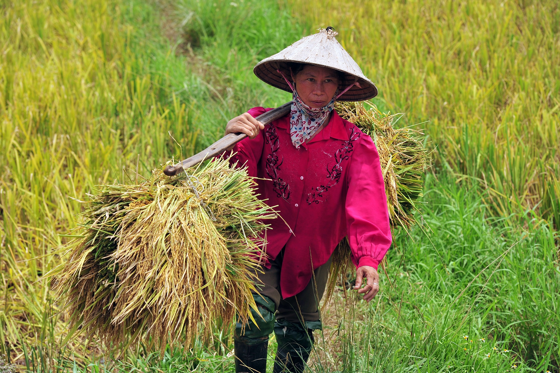 Dau thau lai 182.000 tan gao du tru vi doanh nghiep ‘xu’ ky hop dong hinh anh