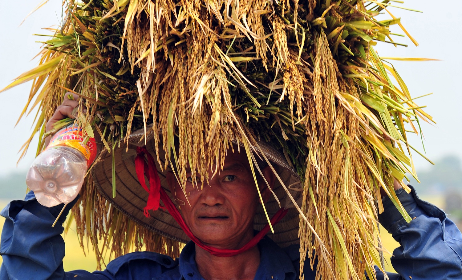 De xuat phan ‘luong xanh’ cho van chuyen gao bang duong song hinh anh