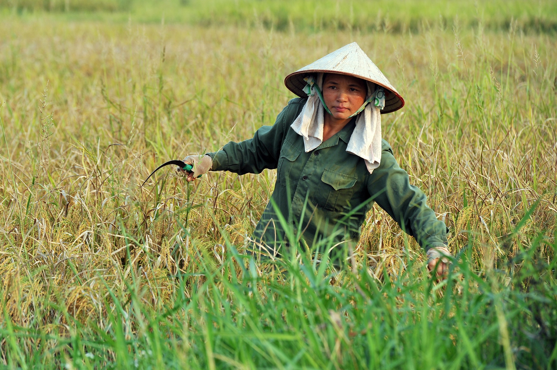 Doanh nghiep ‘xu’ hop dong gao du tru de dang ky xuat ca nghin tan hinh anh