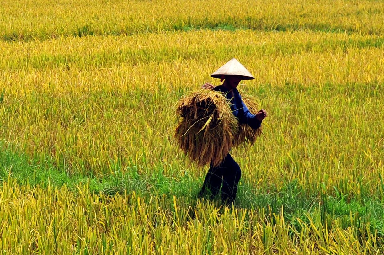 Bo Cong Thuong gui cong van hoa toc ve xuat khau gao hinh anh