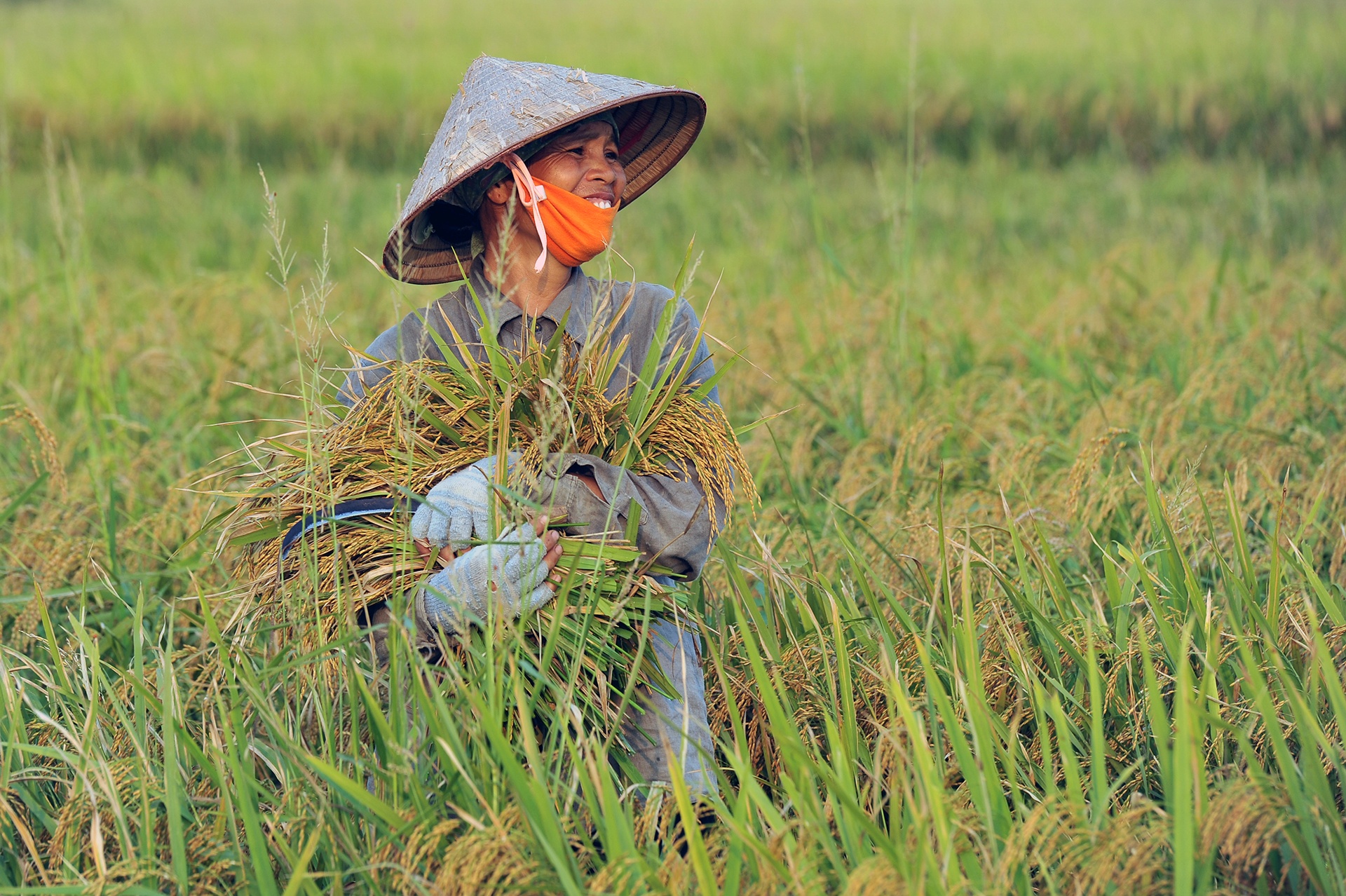 Bo NN&PTNT tra loi Bo Cong Thuong viec gao nep co can du tru hay khong anh 1