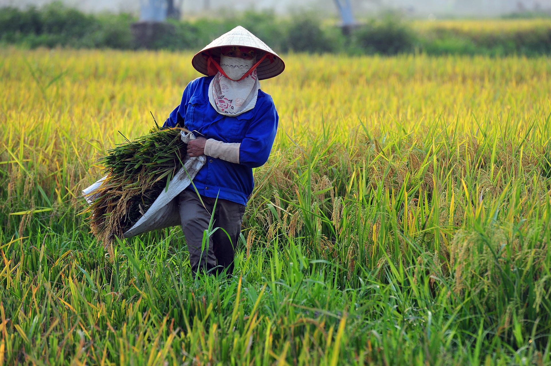 Pho thu tuong ket luan ve viec xuat khau gao hinh anh