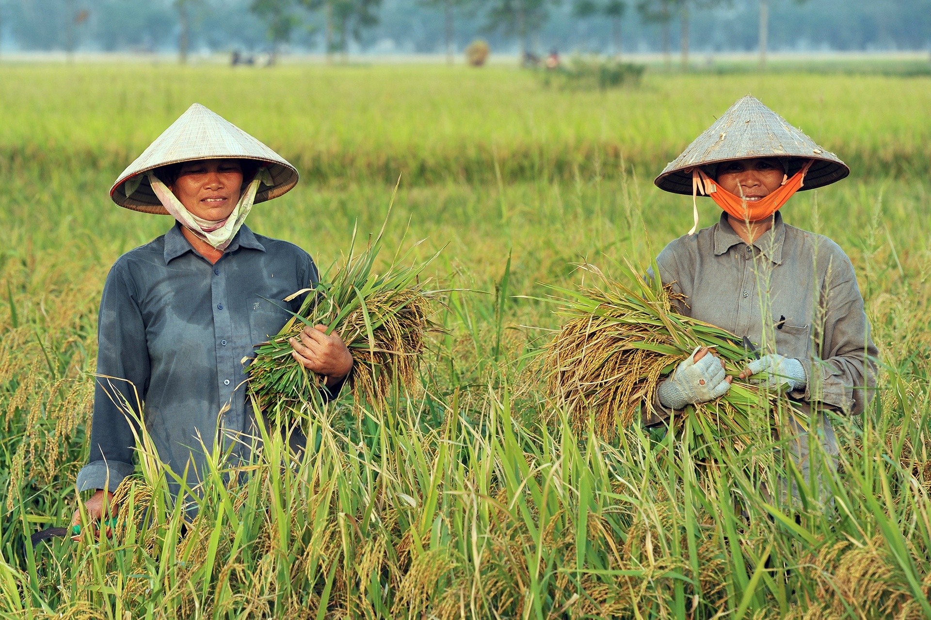 Tong cuc Hai quan mo dang ky xuat khau nep tu 0h dem nay hinh anh