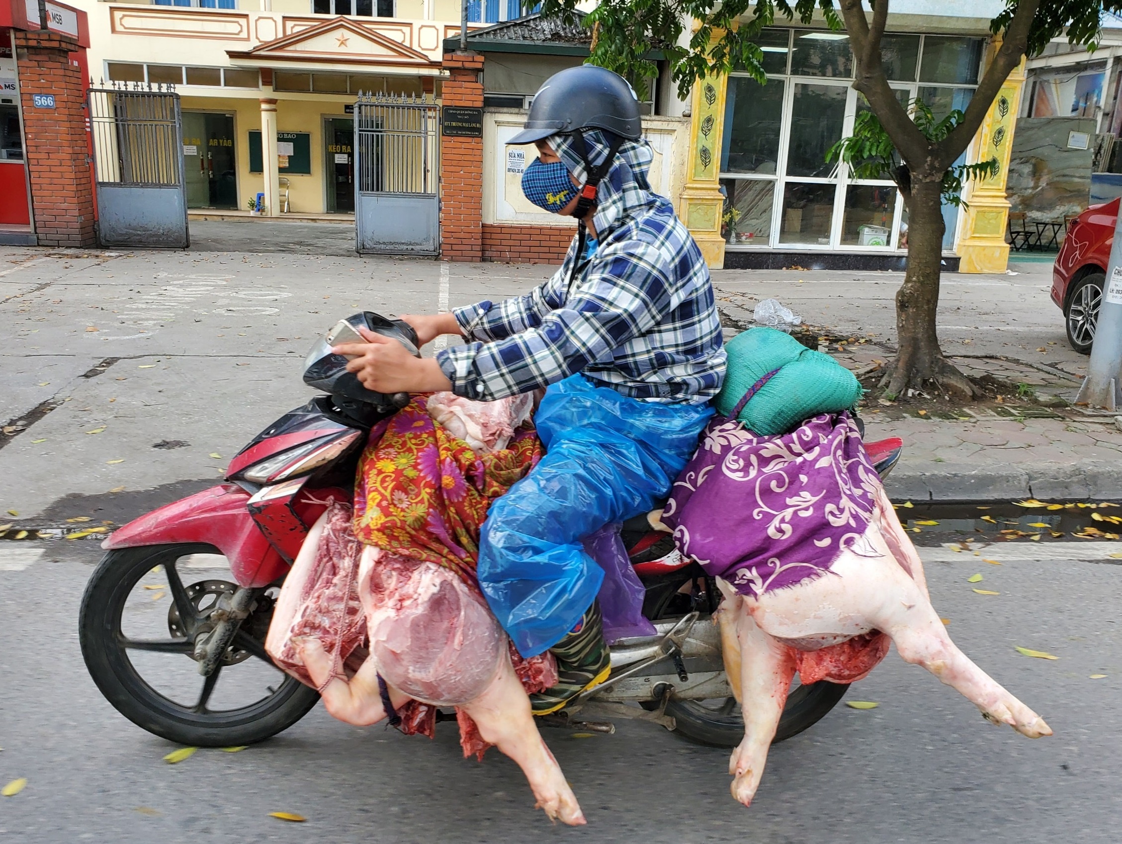 C.P Viet Nam ngung ban heo hoi la tin that thiet anh 1