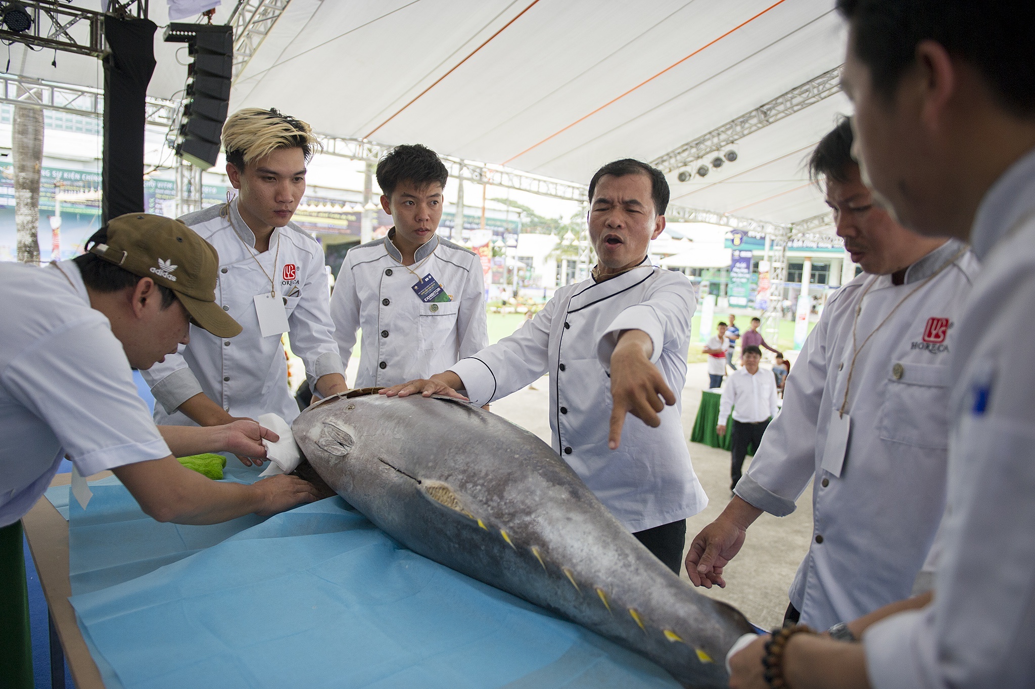 Gia ca ngu dai duong giam manh anh 1