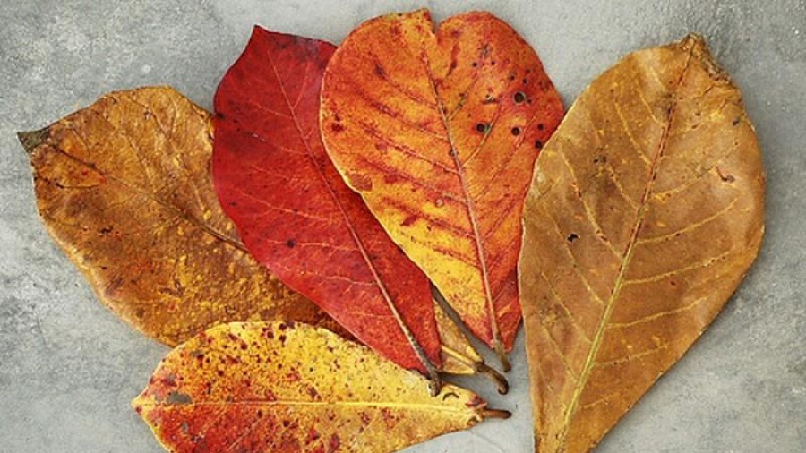 La bang kho gia 1.000 dong rao ban day cho mang hinh anh