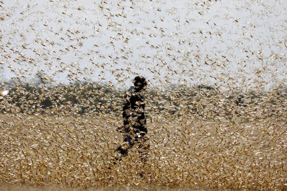 Ba kich ban ung pho chau chau sa mac xam nhap vao Viet Nam hinh anh