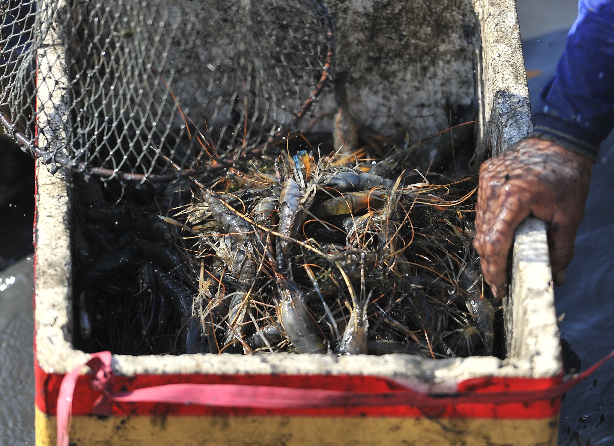 Trung Quoc siet nhap khau thuy san anh 1