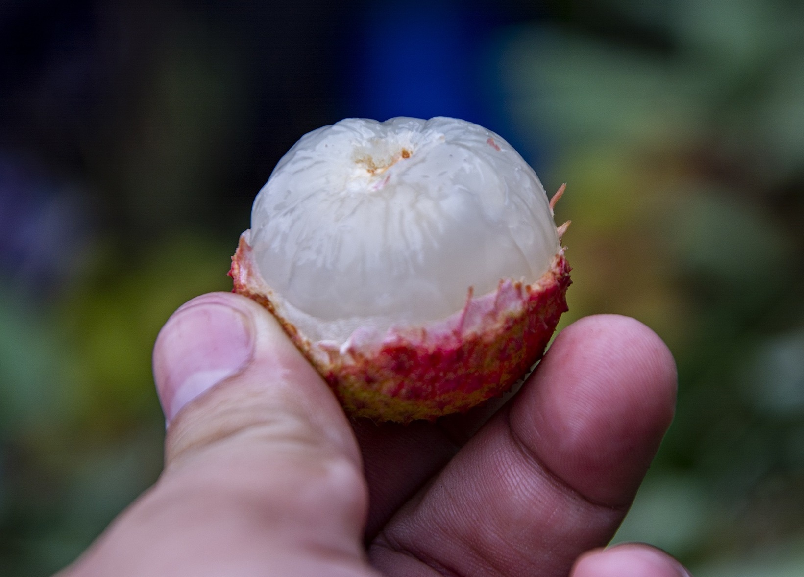 Viet Nam truc tiep giam sat khu trung vai thieu xuat sang Nhat hinh anh