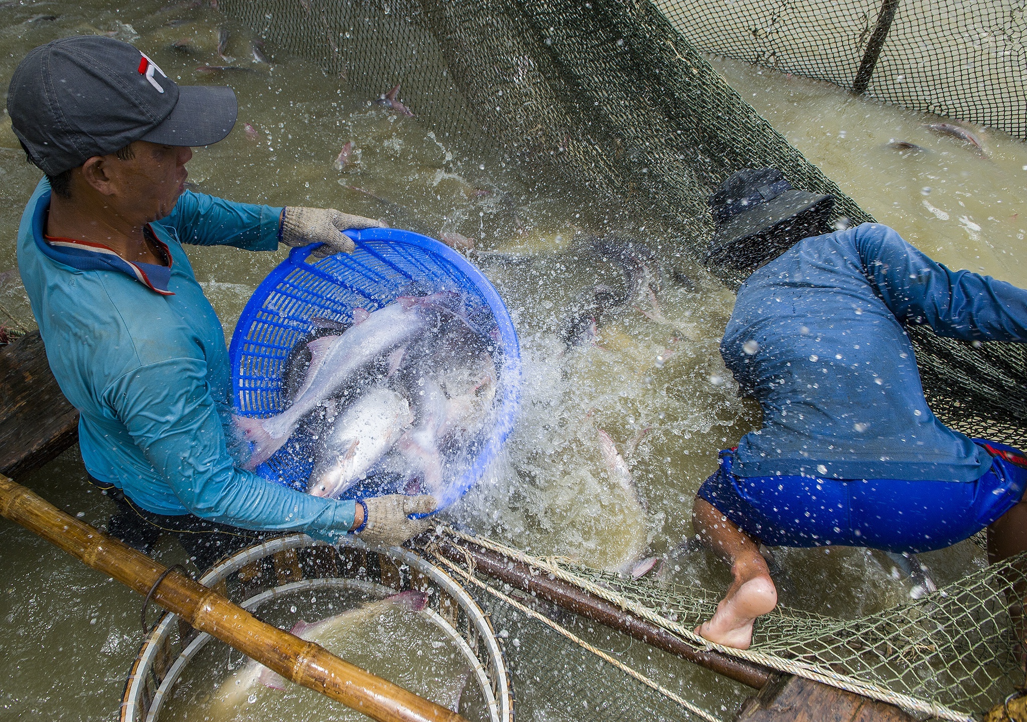 Pho thu tuong chi dao giai cuu nganh thuy san truoc nguy co gay do hinh anh