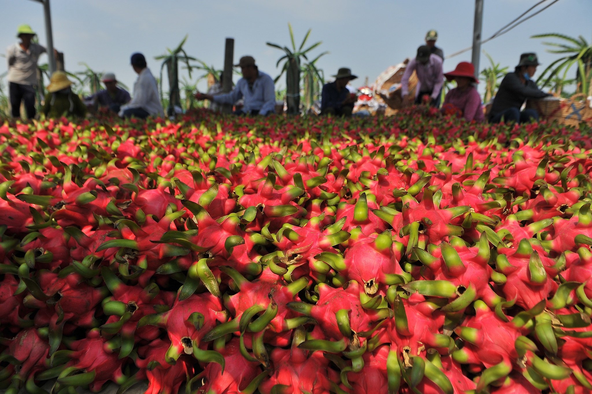 Xuat khau hoa qua sang My binh thuong tro lai anh 1