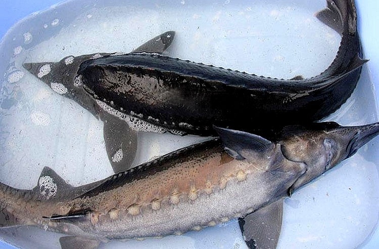 Nhap khau ca tam bi kiem soat chat hinh anh