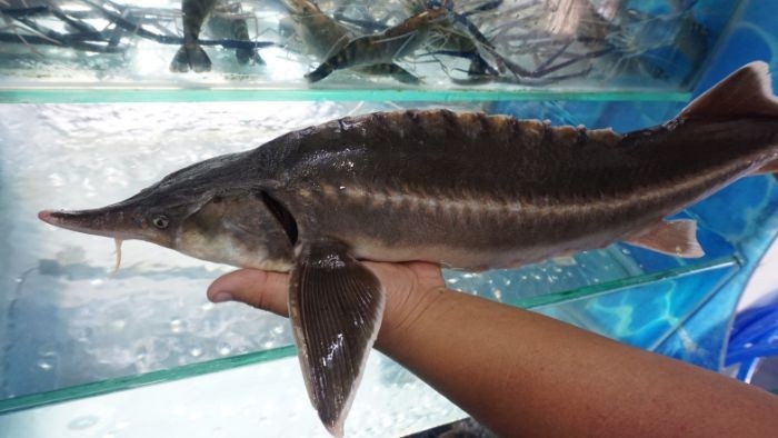 Nhap khau ca tam bi kiem soat chat anh 1