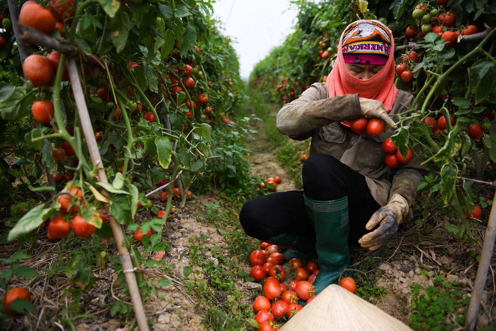 Sieu thi vao cuoc giai cuu nong san tinh Hai Duong anh 1