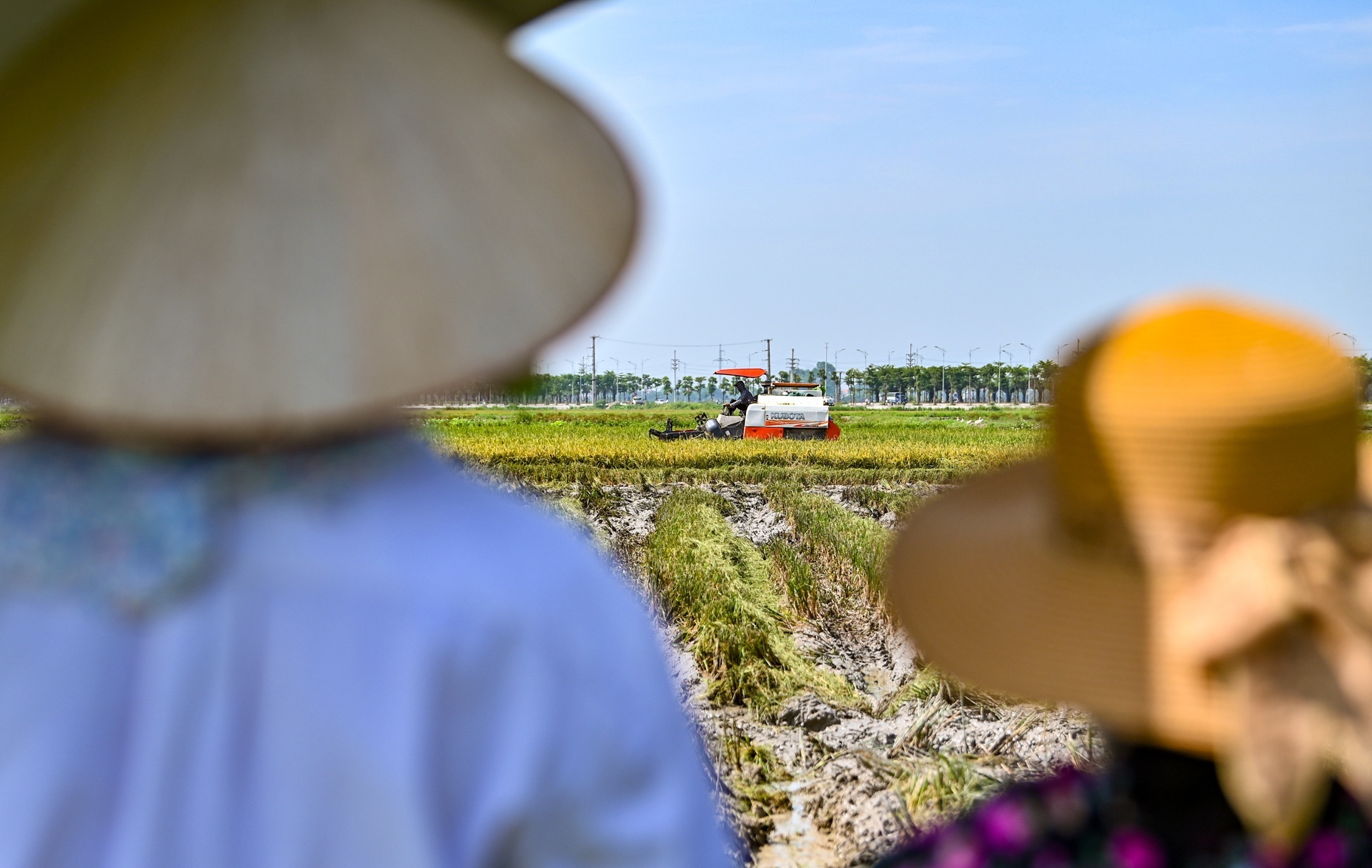 Bo Nong nghiep: Luong thuc luon san cho tieu thu noi dia va xuat khau anh 1