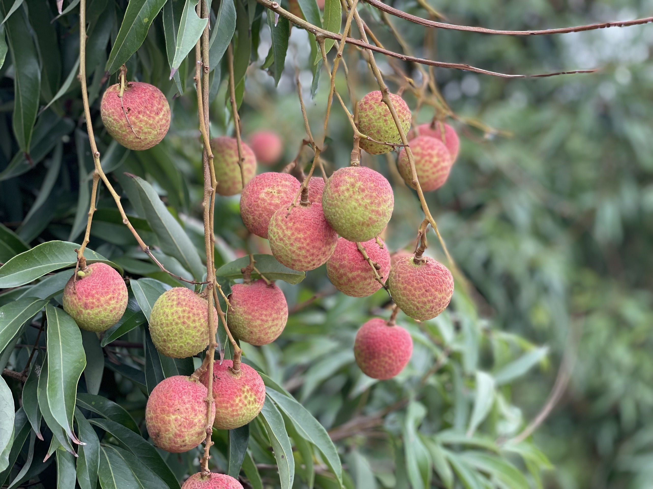 Ho tro tieu thu vai thieu tren san thuong mai dien tu anh 1