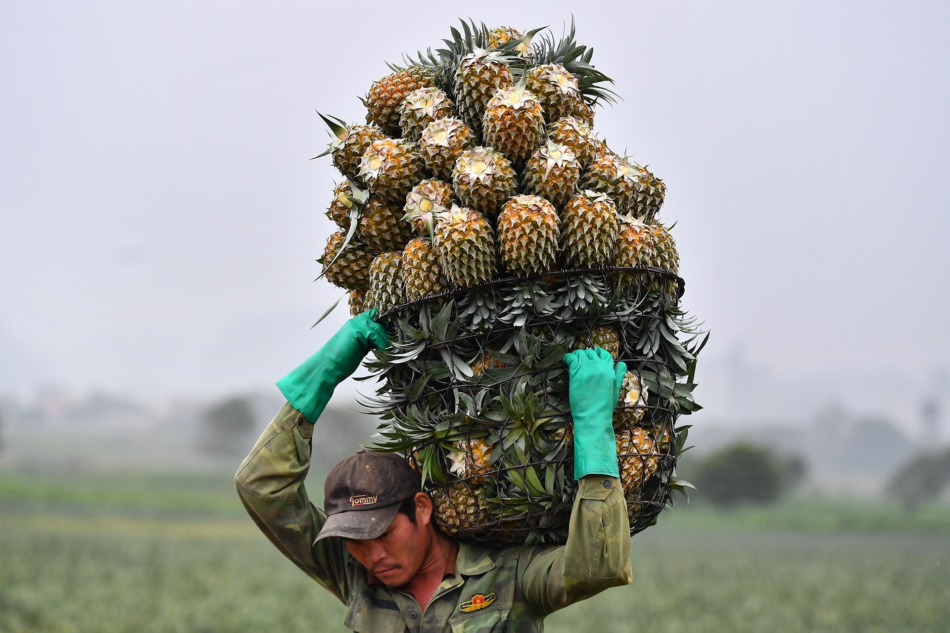 'Nganh nong nghiep se vuot chi tieu tang truong Chinh phu giao' hinh anh
