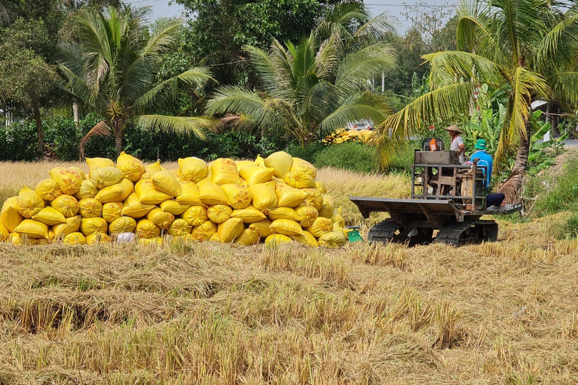 Khong doi thanh tich xuat khau lay rui ro cho nong dan anh 1