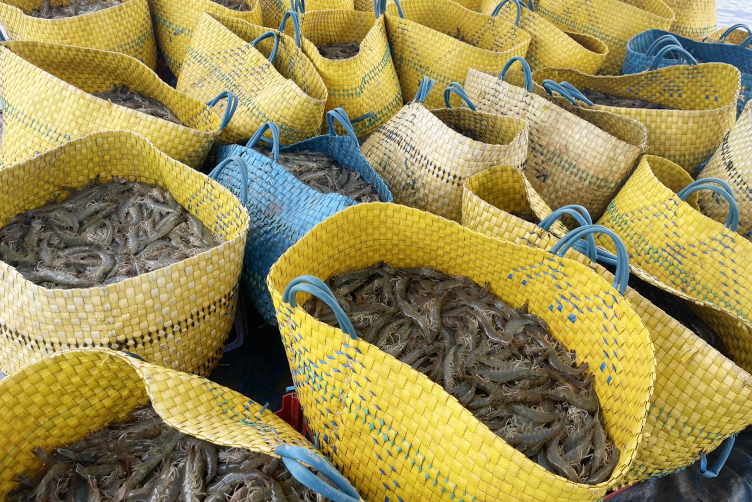 Giai cuu nganh tom truoc nguy co dut gay chuoi cung ung anh 1