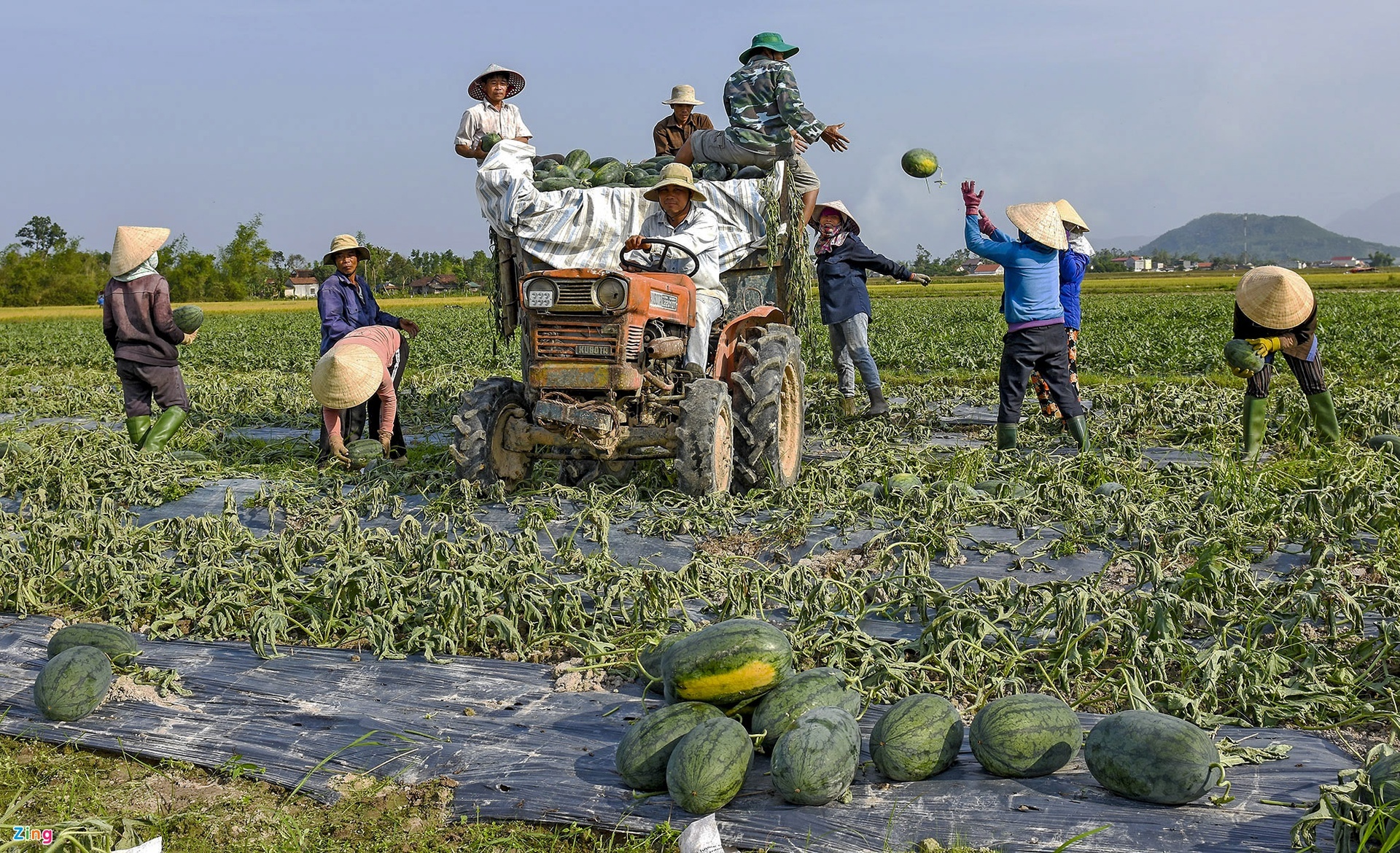 Bo Nong nghiep: Nong dan dang lang phi hat xoai,  vo chuoi,  rom ra anh 1