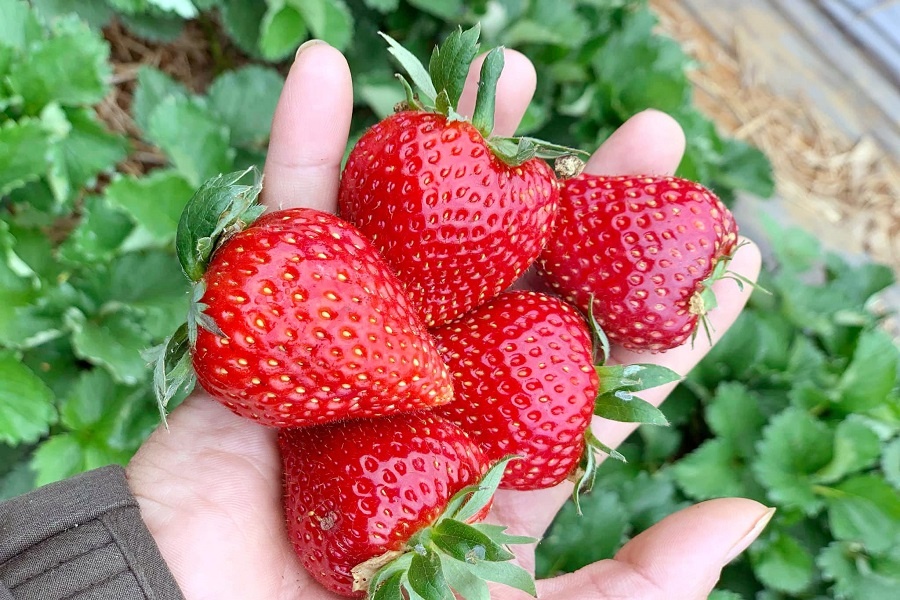 Hai nuoc Dong Nam A muon nhap khau dau tay Moc Chau hinh anh