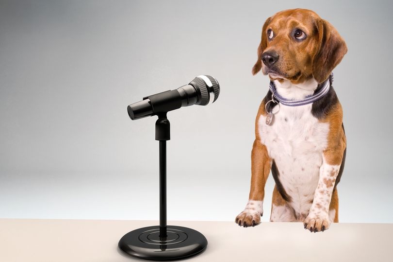 Vong co su dung AI de ‘dich’ cam xuc cun cung hinh anh