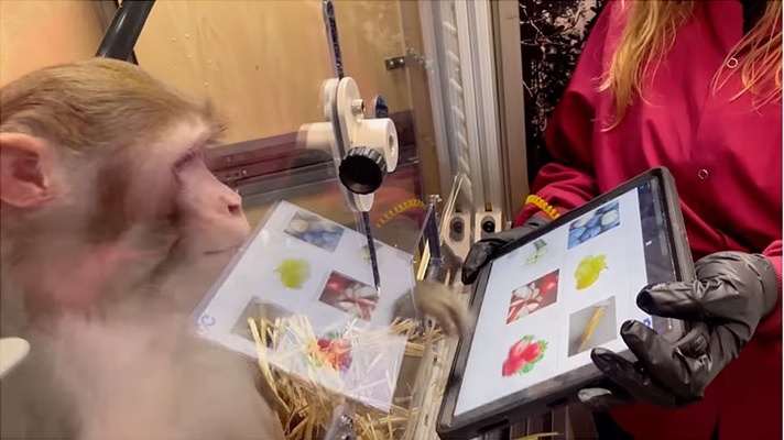 Cay chip vao nao nguoi anh 1